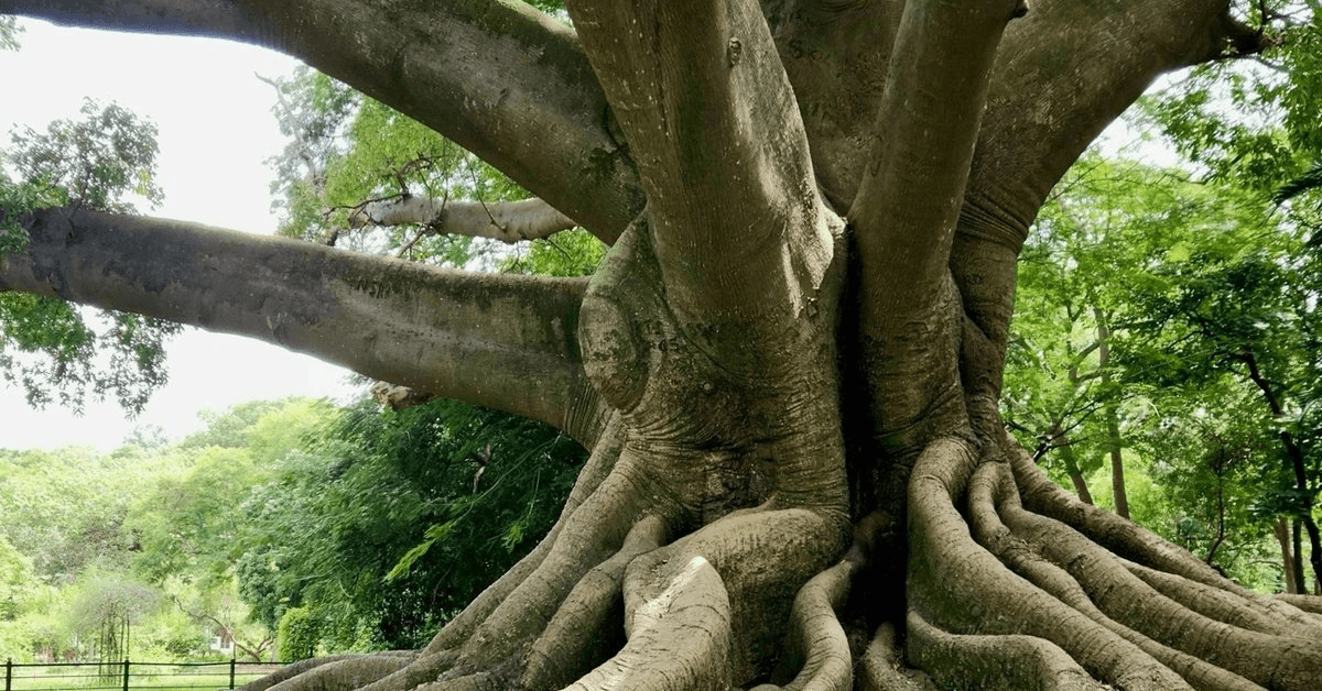 ROOTS Fellowship Foundation Funds Indigenous Spiritual Preservation Projects Across Three Continents